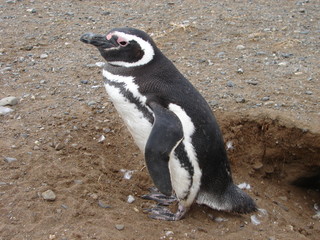 Obraz premium Pingüino en Isla Magdalena