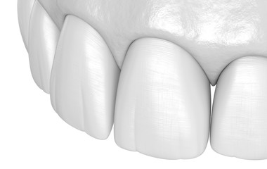 Maxillary human teeth - incisors. Medically accurate tooth 3D illustration