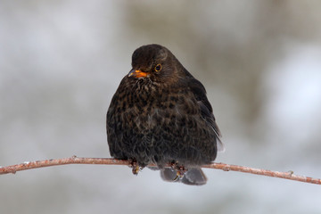 Amsel mit aufgeplustertem Gefieder