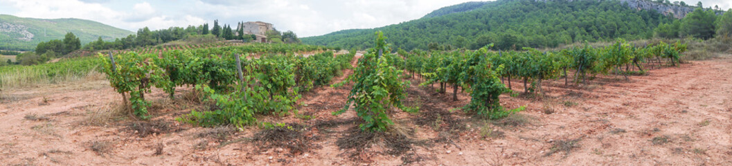 Fototapeta na wymiar Wine grapes in vineyard raw ready for harvest in Spain