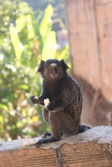 Obraz premium mico macaco