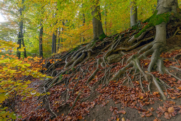 Baumwurzeln Herbstwald