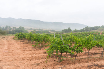 Fototapeta na wymiar White grapes ready to be harvested.