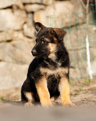 German Shepherd puppy outdoors