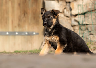 German Shepherd puppy outdoors