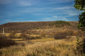 forest autumn landscape