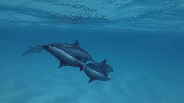 Mating season for two pairs of Dolphins. Spinner Dolphin,  Stenella longirostris, Red Sea, Sataya Reef, Marsa Alam, Egypt, Africa