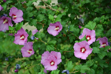Fototapeta premium flowers in the garden