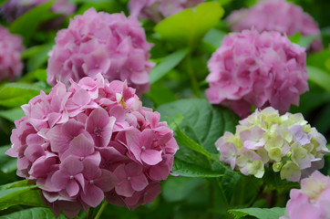 pink flowers in the garden