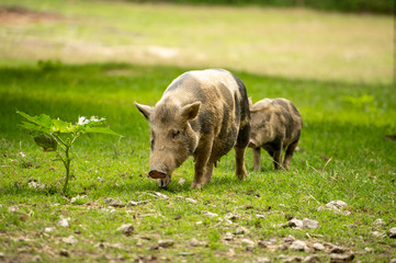 Schweine groß und klein