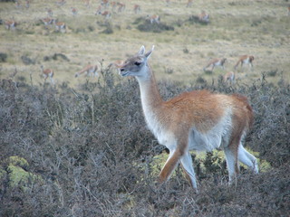Parque Nacional Torres del Paine
