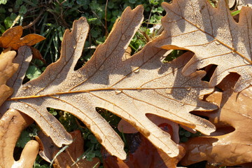 braun verfärbtes Herbstlaub