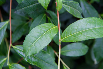 Thea sinensis (tea flower) shrub in close up