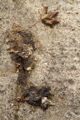 nature morte