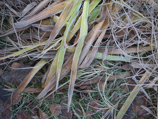 Frosted Plants In garden