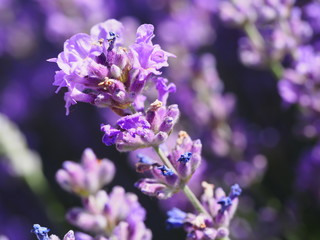 Lavendel I