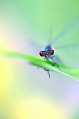 Red-eyed damselfly