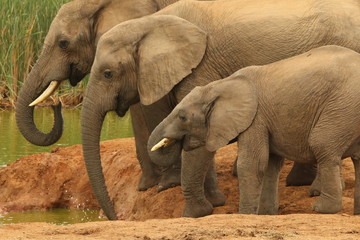 Fototapeta na wymiar A family of African elephants drinking at a water hole.