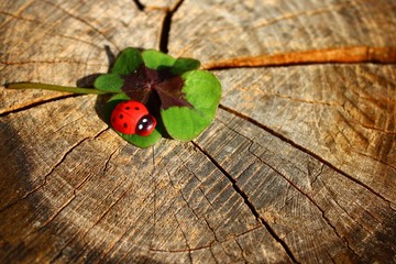 Ein Marienkäfer und ein Glückskleeblatt auf Holzuntergrund
