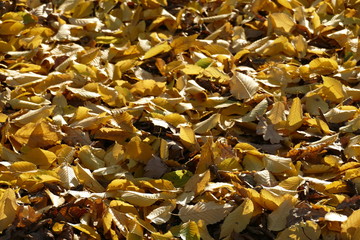 gelb verfärbtes Herbstlaub