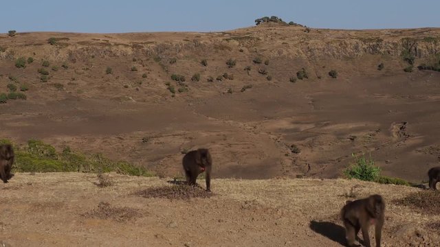 &Auml;thiopien - S&auml;men-Nationalpark - Blutbrustpaviane - Theropithecus gelada