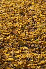 gelb verfärbtes Herbstlaub