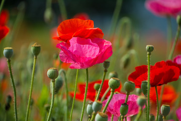 poppies close up