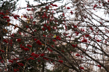 red berries in snow