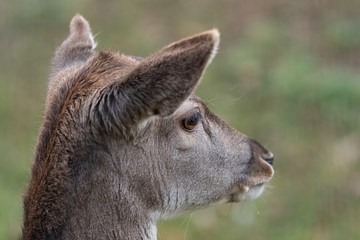 Fototapeta premium Portrait Damhirsch (Dama dama)