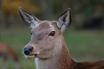 Portrait Rothirschkuh (Cervus elaphus)