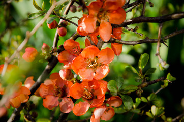 branch of a tree