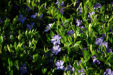 blue flowers in the garden