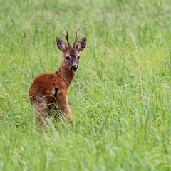 Reh auf der Wiese