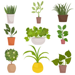 Set of homemade green plants in colorful pots isolated on white.