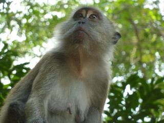 Female Monkey in Malaysia