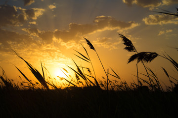 Golden ears of wheat on the field. Sunset light. Close up view.