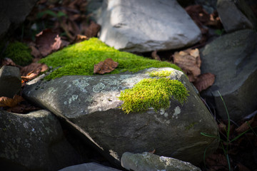 Moss-covered stone. Beautiful moss and lichen covered stone. Bright green moss Background textured in nature. Natural moss on stones in winter forest.