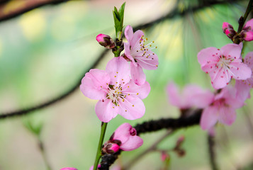 pink flowers