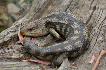 resting Tasmanian blue-tongued lizard close up