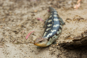 close up Tasmanian blue-tongued lizard
