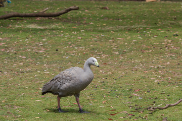 cape barren goose in Eastern Tasmania