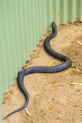 Tasmanian tiger snake near garden shed