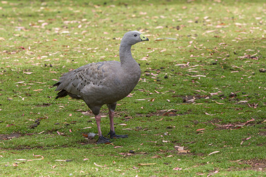 cape barren goose in Eastern Tasmania