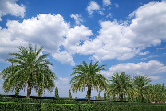 Row of palms.Cloud on the blue sky.