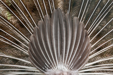 Peacock feathers.