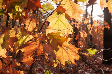 Close-up of backlit autumn leaves in Forest, one late afternoon in the Dutch town of Hooghalen, near former detentionand transit Camp Westerbork.