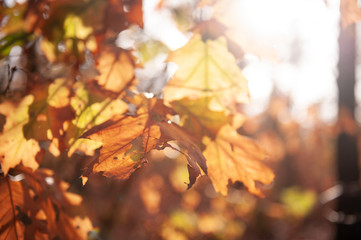 Close-up of backlit autumn leaves in Forest, one late afternoon in the Dutch town of Hooghalen, near former detentionand transit Camp Westerbork.