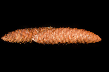cone isolated on black background