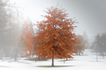 Red fall tree with snow