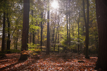 Impression of the Forest near former prison and transit Camp Westerbork, on a sunny afternoon. Image from the Town of Hooghalen in the province of Drenthe, the Netherlands.